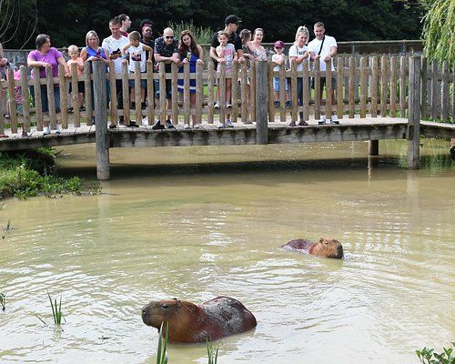 Yorkshire Wildlife Park